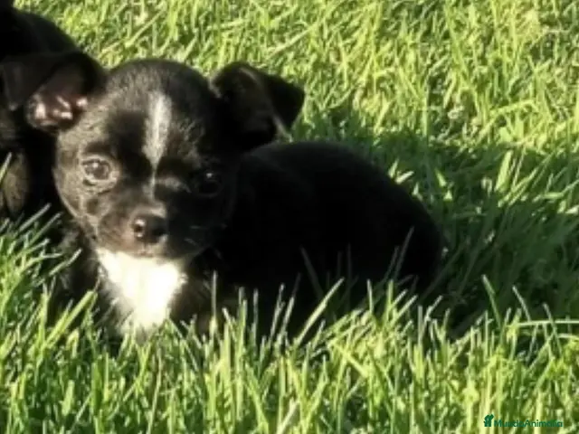 Chihuahua perros Chihuahua Macho - Anuncio 2