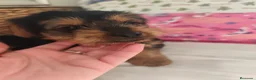 Yorkshire Terrier perros en venta: Yorkshire Terrier  en Madrid - Anuncio 5