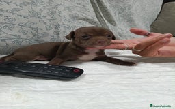 Chihuahua perros en venta: Chocolate macho  - Imagen 7
