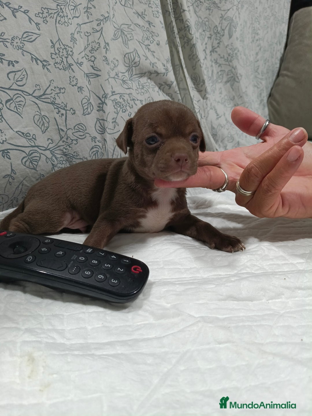Chihuahua perros en venta: Chocolate macho  - Imagen 7