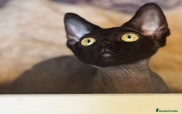Devon Rex gatos en venta: Devon rex - Imagen 4