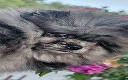 Pomerania perros en venta: Espectacular pomerania merle  - Imagen 7