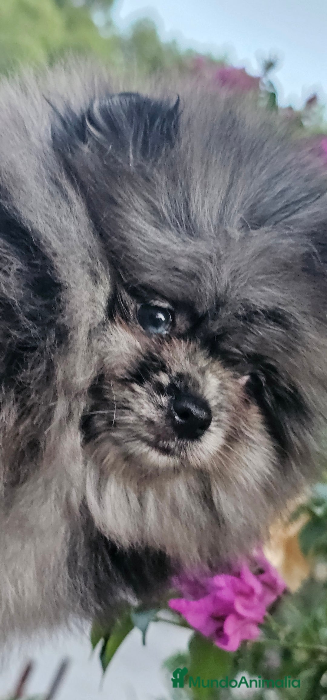 Pomerania perros en venta: Espectacular pomerania merle  - Imagen 7