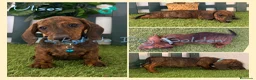 Teckel perros en venta: Teckel miniaturas atigrados - Anuncio 4