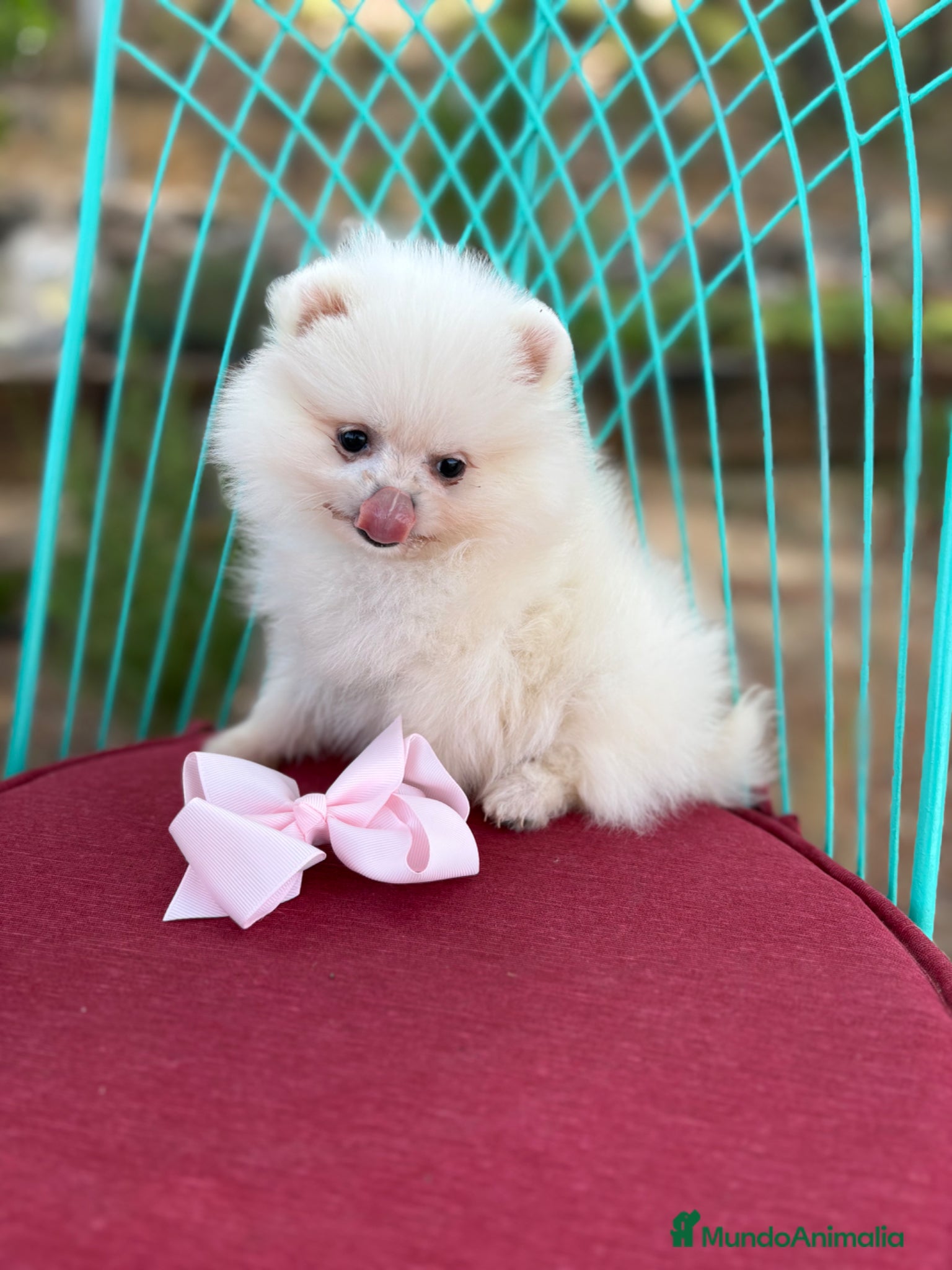 Pomerania perros Pomerania (lulu de Pomerania ) - Anuncio 1