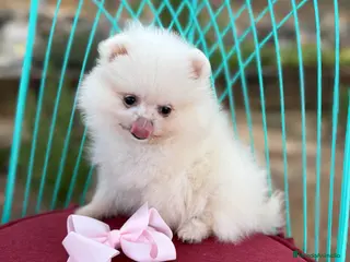 Pomerania perros Pomerania (lulu de Pomerania ) - Anuncio 1
