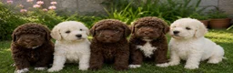 Perro de Agua Español perros en venta: Cachorros de agua criados en familia - Anuncio 2