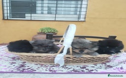 Pomerania perros en venta: Pomeranias exóticos. - Imagen 1
