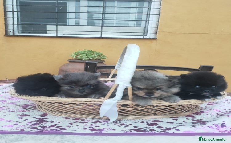 Pomerania perros - Anuncio 3