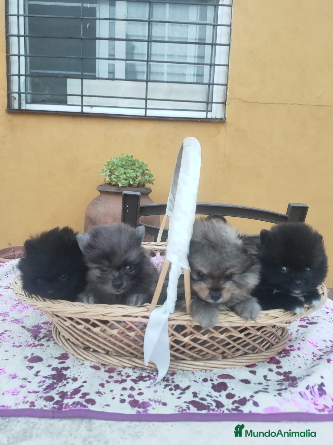 Pomerania perros en venta: Pomeranias exóticos. - Imagen 1
