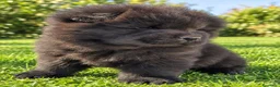 Chow Chow perros en venta: CHOW CHOW NEGRO CON MUCHO PELO  - Anuncio 3