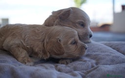 Maltipoo perros en venta: 🐾 Kepi y Harry – Maltipoo en sus primeros días ☁️ - Imagen 4