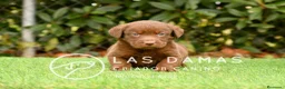 Labrador Retriever perros en venta: Labrador retriever color chocolate disponibles. - Anuncio 3