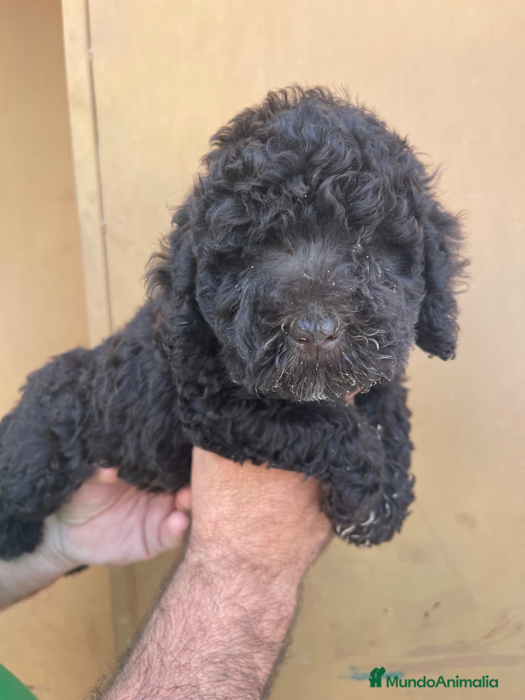 Perro de Agua Español perros en venta: Cachorros perro de agua español  - Imagen 9