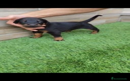 Dobermann perros en venta: Doberman  - Imagen 4