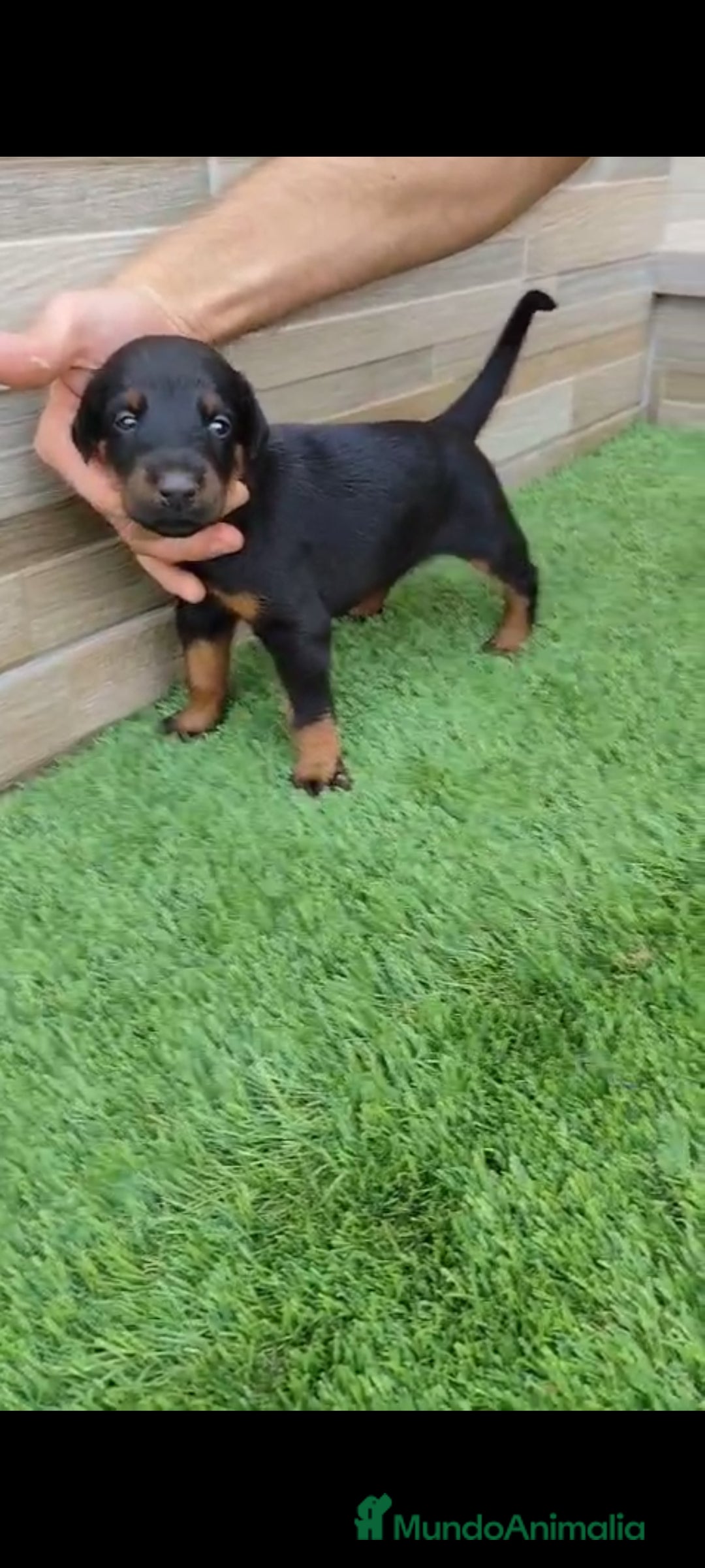 Dobermann perros en venta: Doberman  - Imagen 4