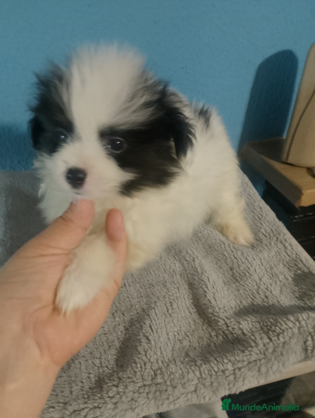 Bichón Maltés perros en venta: Maltipom macho  - Imagen 2