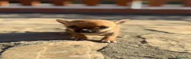 Chihuahua 1
