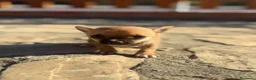 Chihuahua perros en venta: Chihuahuas Toy de calidad  - Anuncio 7