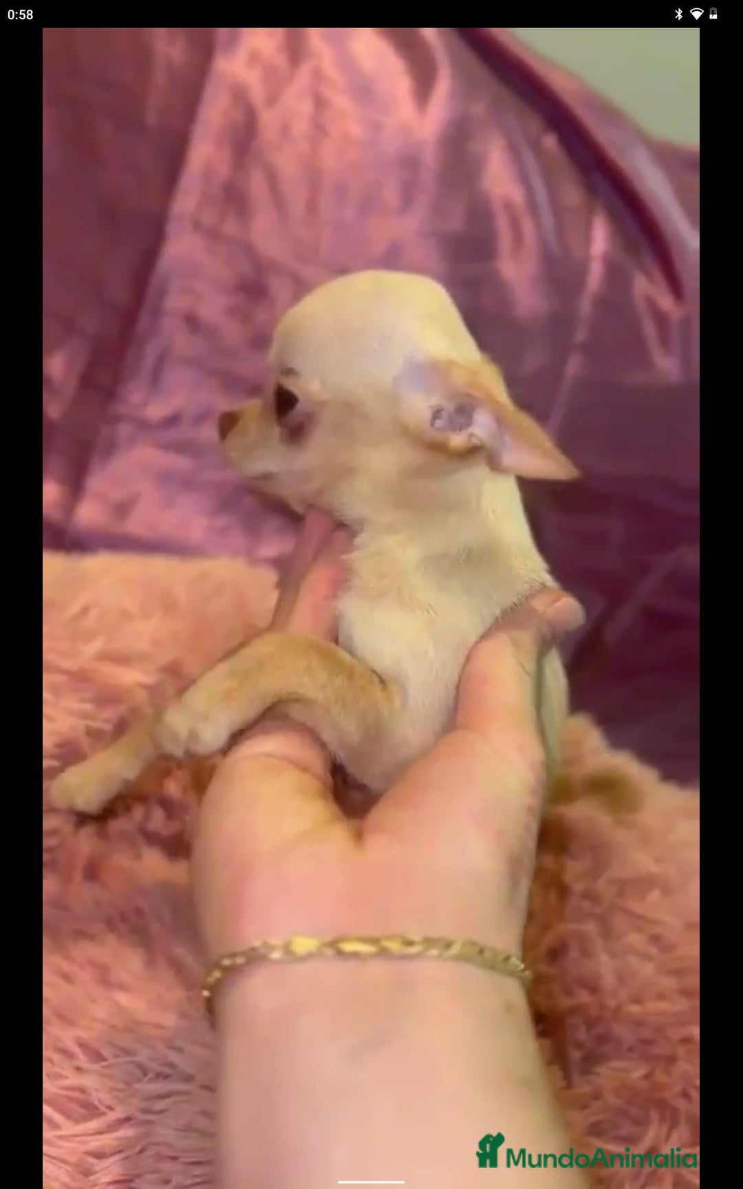 Chihuahua perros en venta: 4 meses 1'100k  HEMBRA CHIHUAHUA ❗❗🌹✨ - Imagen 2