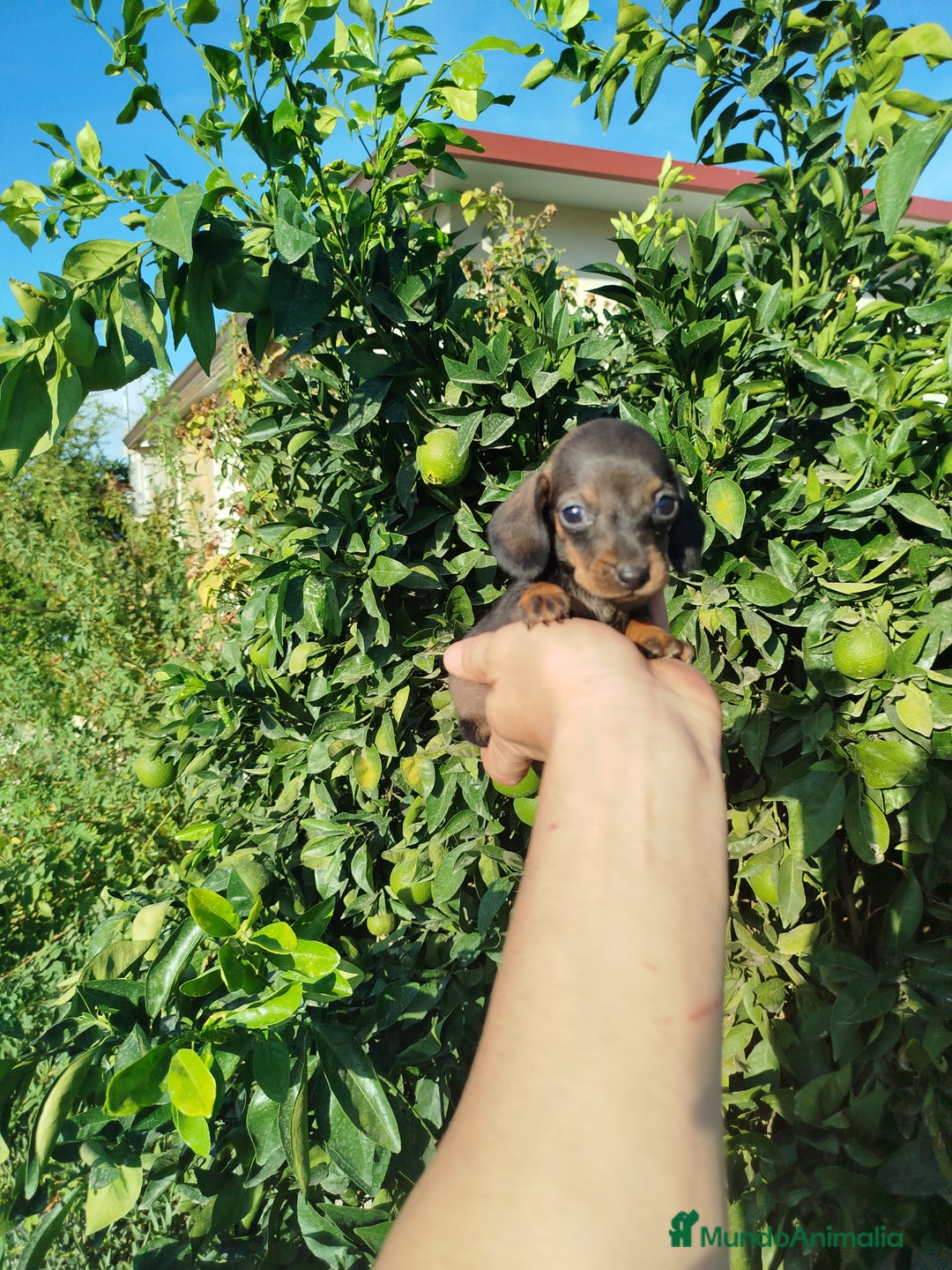 Teckel Miniatura perros en venta: Teckel mini  - Imagen 4