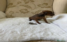Pinscher Miniatura perros en venta: Pinscher Miniatura cachorro hembra  - Imagen 28