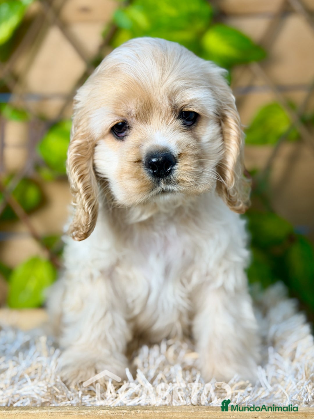 Cocker Spaniel Americano perros en venta: Camada de Blanca  - Anuncio 2
