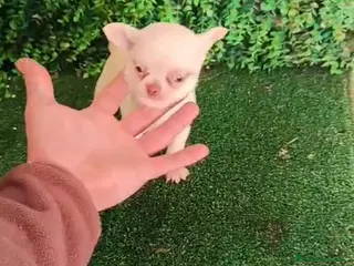 Chihuahua perros Chihuhuas machos - Anuncio 3