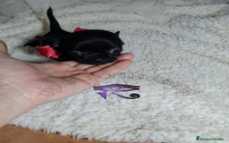 Chihuahua perros en venta: Chihuahua pelo largo y pelo corto  - Imagen 6
