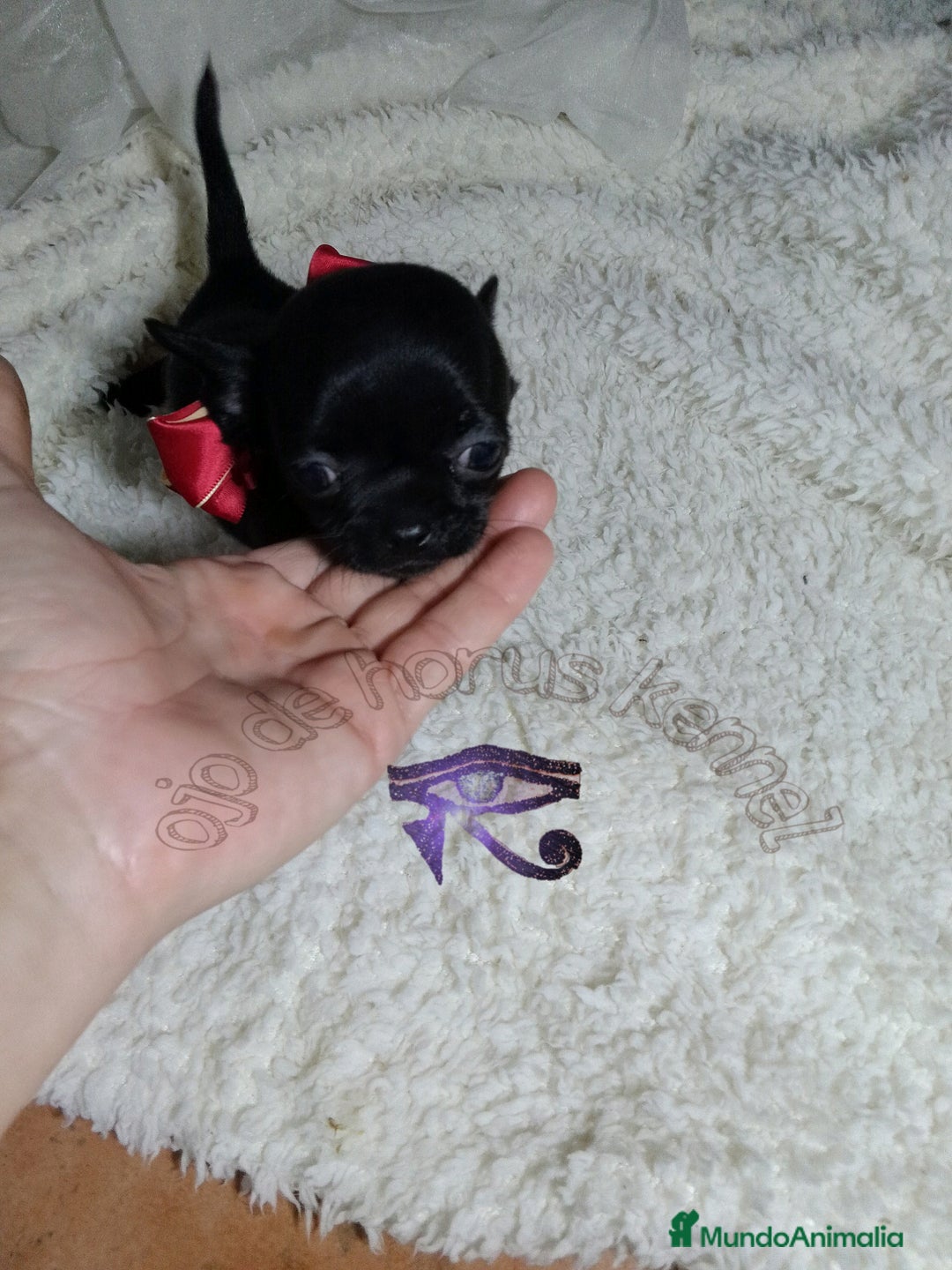 Chihuahua perros en venta: Chihuahua pelo largo y pelo corto  - Imagen 6
