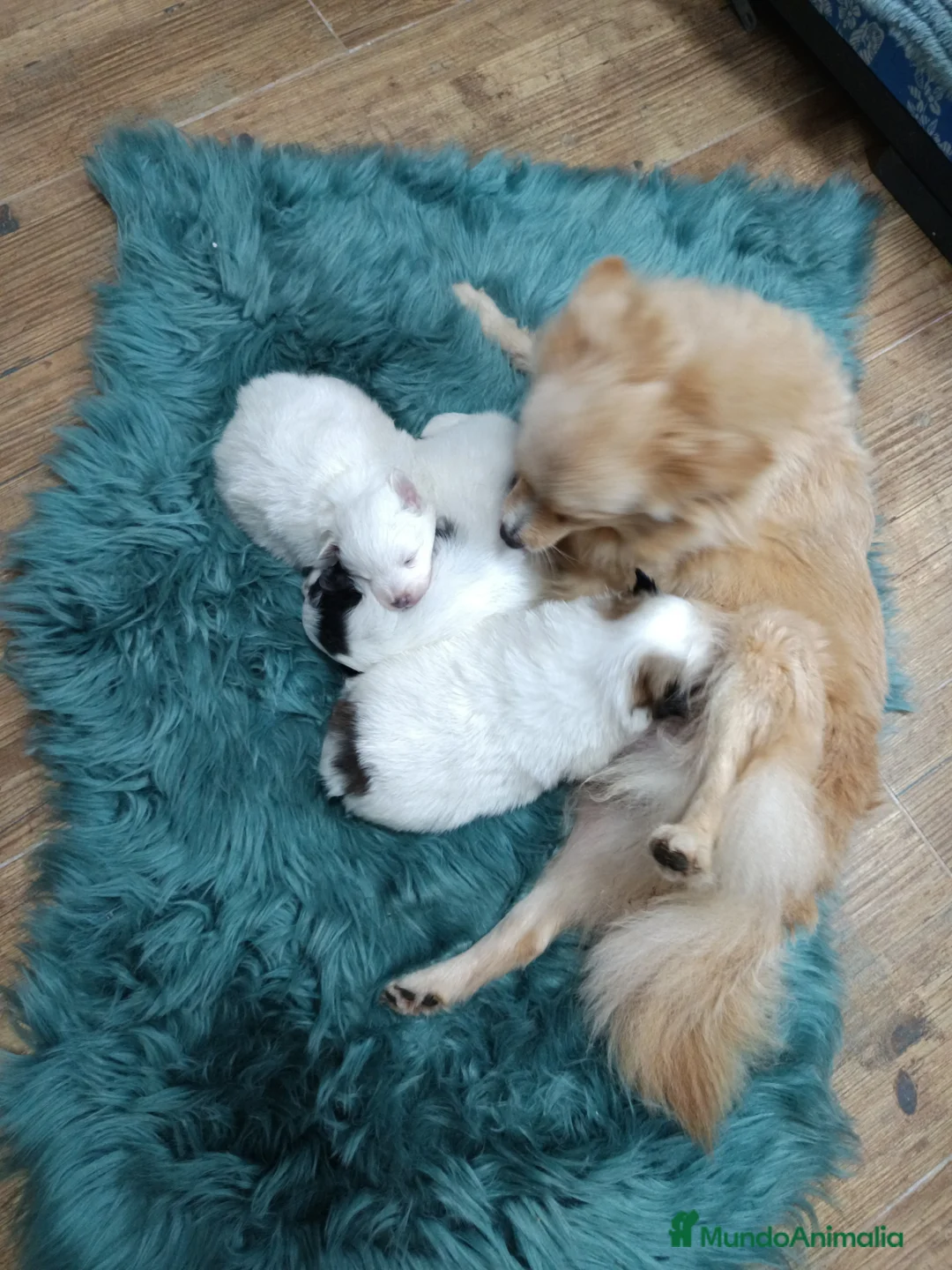 Pomerania perros en venta: Pomerania  - Anuncio 1