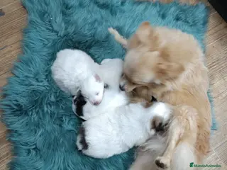 Pomerania perros Pomerania - Anuncio 26