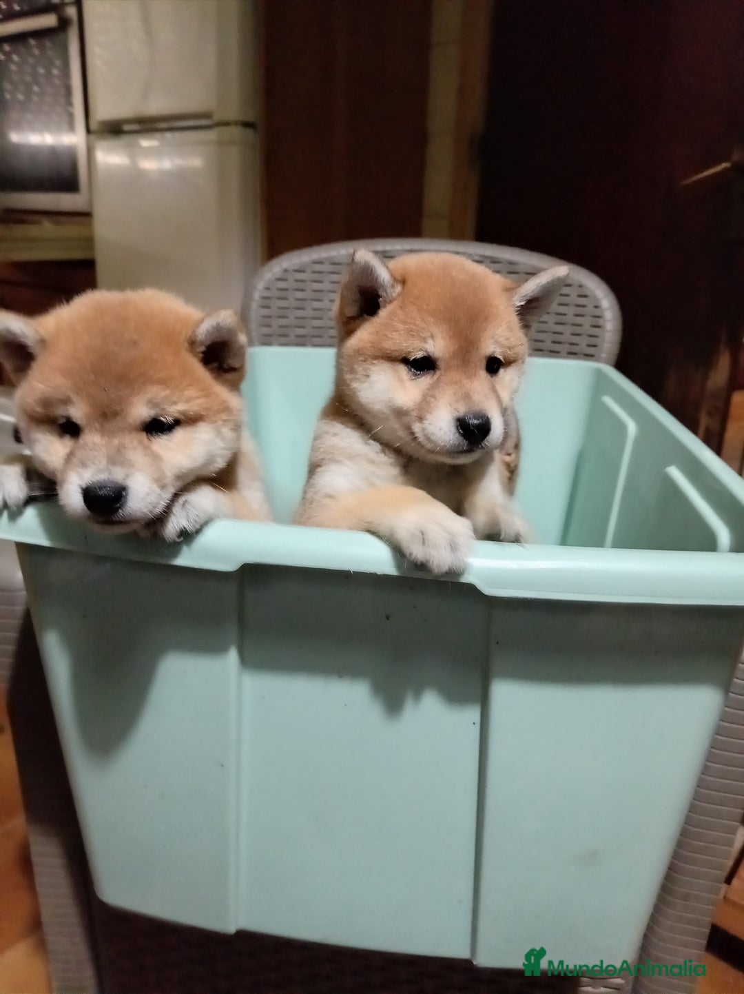 Shiba Inu perros en venta: Shiba inu - Anuncio 3
