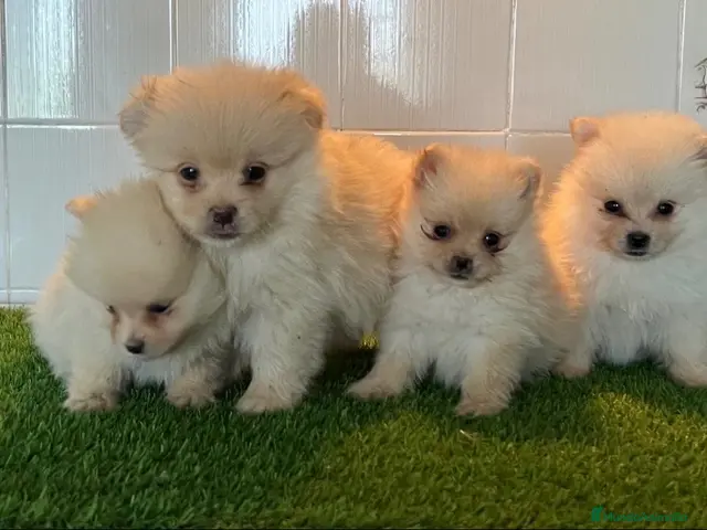 Pomerania perros en venta: Pomerania - Anuncio 13