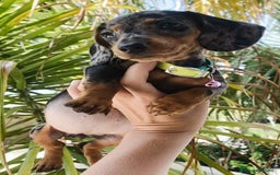 Teckel Miniatura perros en venta: Impresionantes Teckel miniaturas. 601144783 .  - Imagen 8