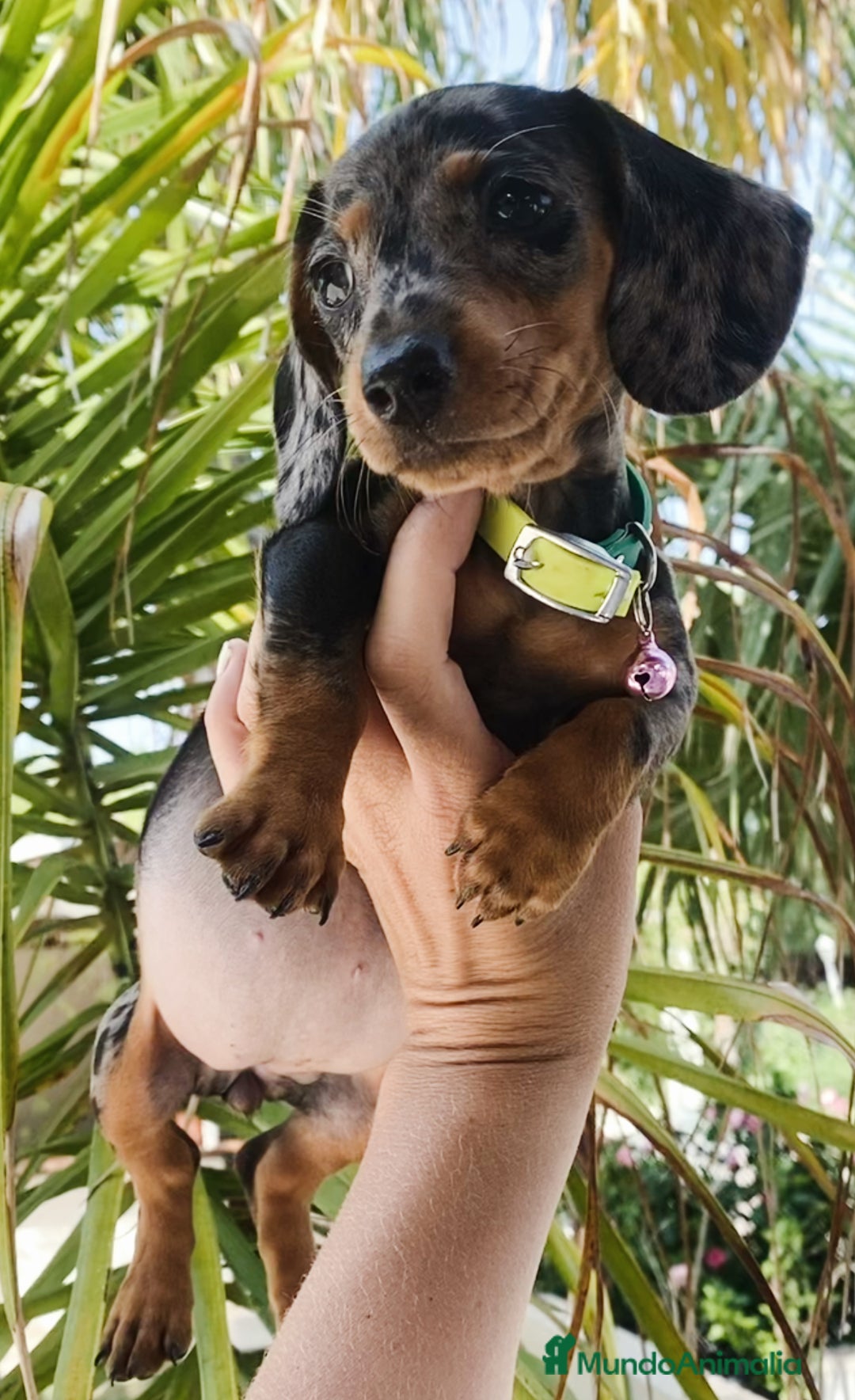 Teckel Miniatura perros en venta: Impresionantes Teckel miniaturas. 601144783 .  - Imagen 8