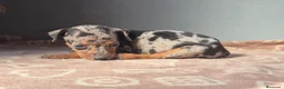 Pinscher Miniatura perros en venta: Cachorros Pinscher Miniatura  - Anuncio 1
