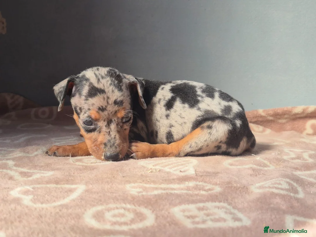 Pinscher Miniatura perros en venta: Cachorros Pinscher Miniatura  - Anuncio 1