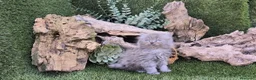 Persa gatos en venta: Gatos persas - Anuncio 3