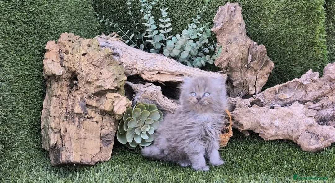 Persa gatos en venta: Gatos persas - Anuncio 3