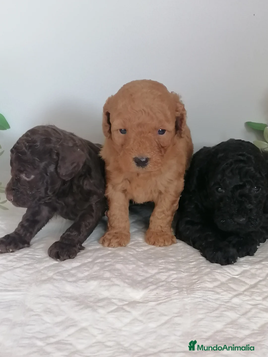 Raza Mixta perros en venta: Preciosa camada de caniches  - Anuncio 2