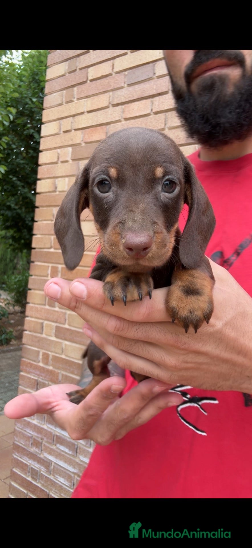 Teckel perros TECKEL KANINCHEN TECKEL DEL PALMERAL  - Anuncio 2