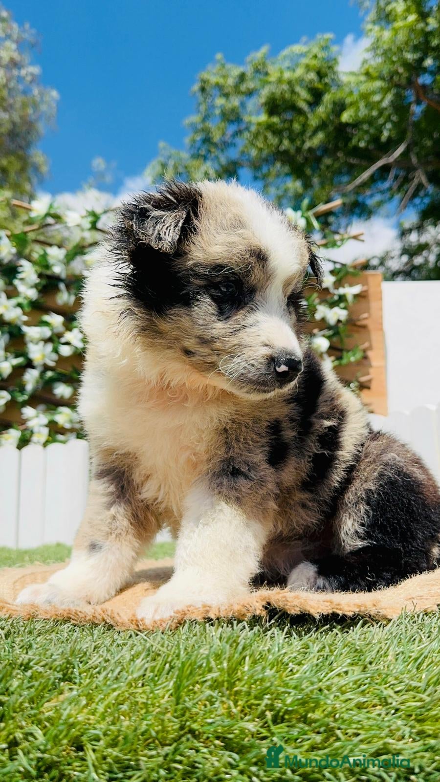 Border Collie perros BORDER COLLIE HEMBRA - Anuncio 3