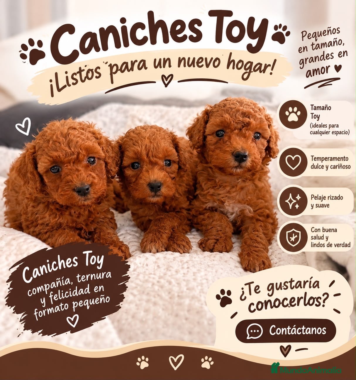 Caniche Toy perros Caniche Toy  - Anuncio 1