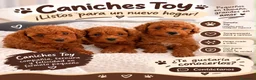 Caniche Toy perros en venta: Caniche Toy  - Anuncio 1