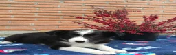Border Collie perros en venta: Border collie.  - Anuncio 6