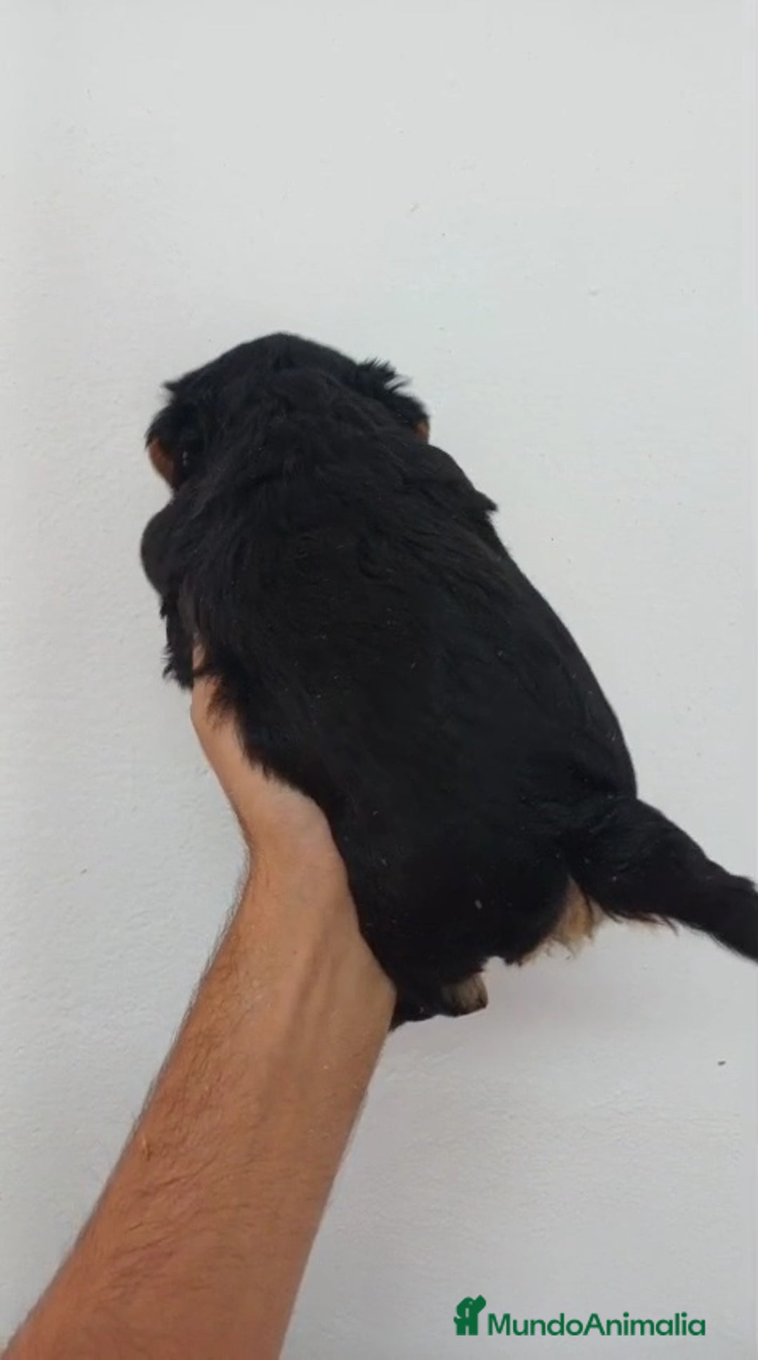 Yorkshire Terrier perros en venta: Yorkshire Terrier Standar  - Imagen 2