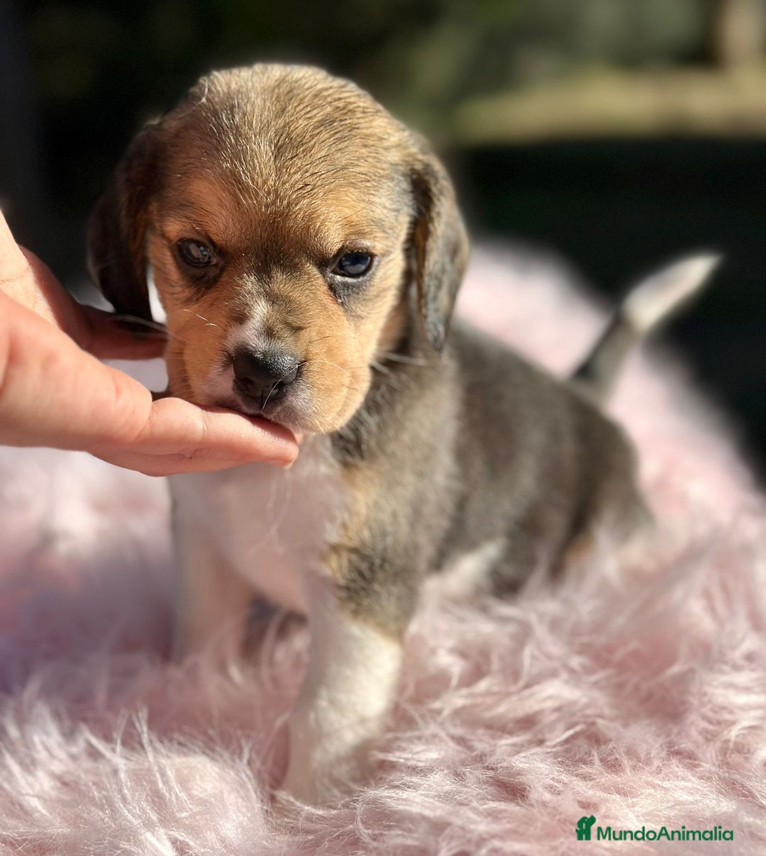 Beagle perros en venta: Beagle tricolor camada - Imagen 7