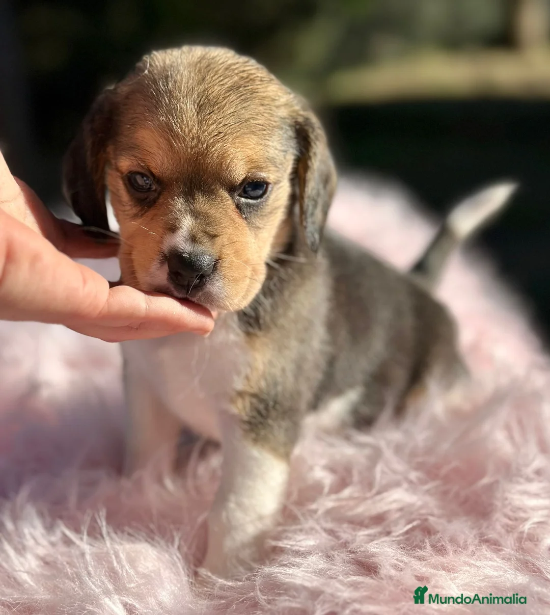 Beagle perros en venta: Beagle tricolor camada - Anuncio 7
