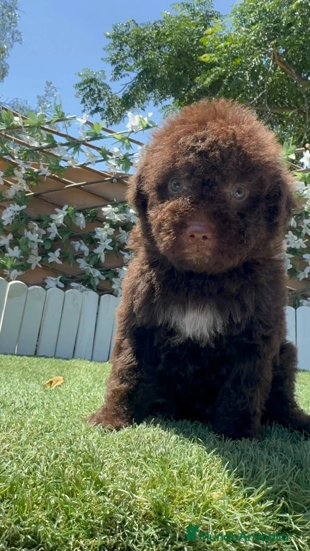 Perro de Agua Español perros en venta: 🐶 PERRO DE AGUA ESPAÑOL – MASCOTAS DEL SUR 🐶 - Anuncio 1